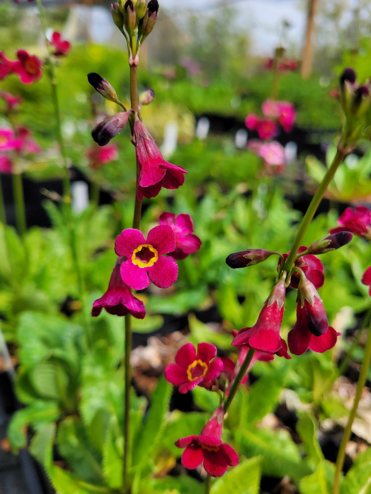 Primula poissonii hybrid