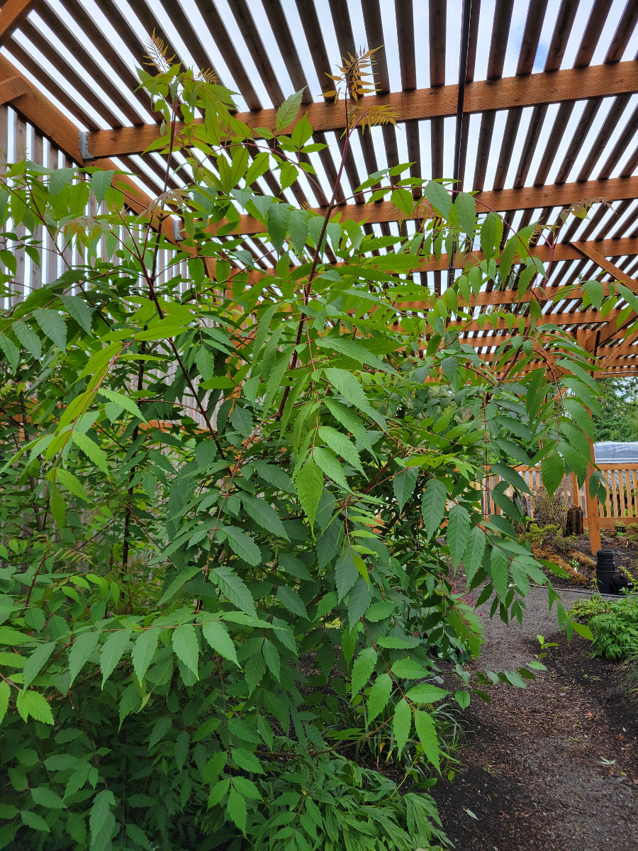 Dipteronia sinensis AF 2015