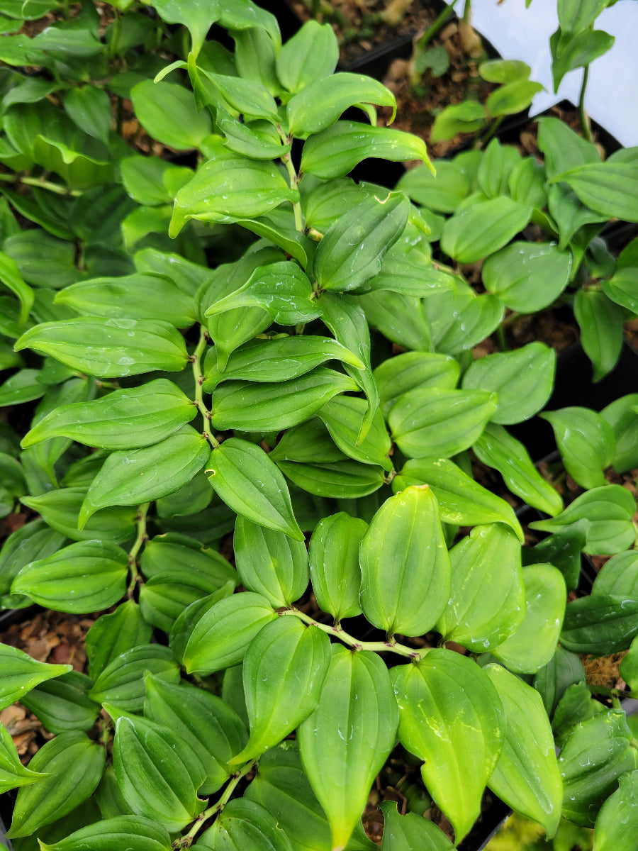 Disporopsis undulata