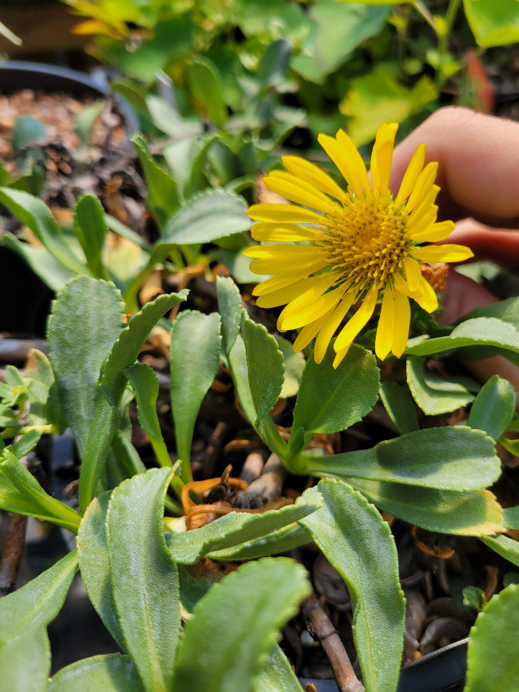 Grindelia stricta ssp. platyphylla 'Mendocino'