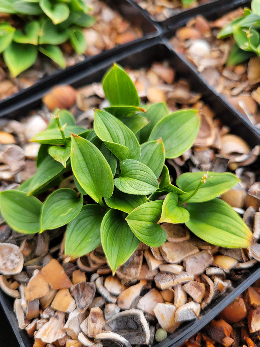 Maianthemum bifolium - dwarf form