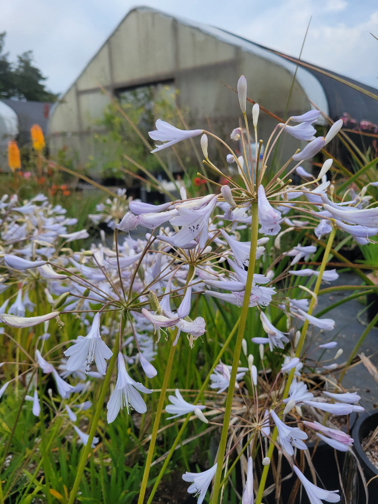 Agapanthus 'Silver Anniversary'