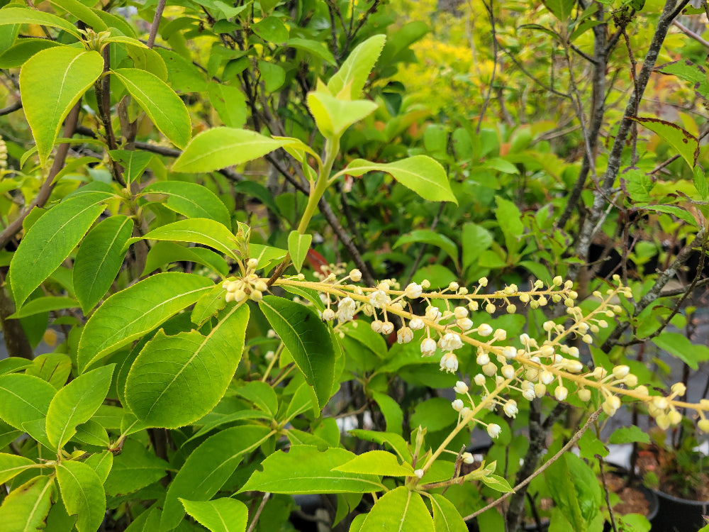Clethra kaipoensis MD 10-174