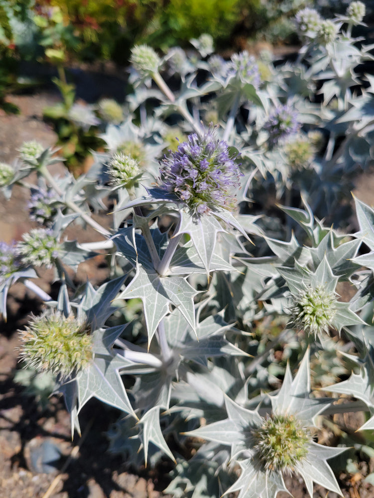 Eryngium maritimum