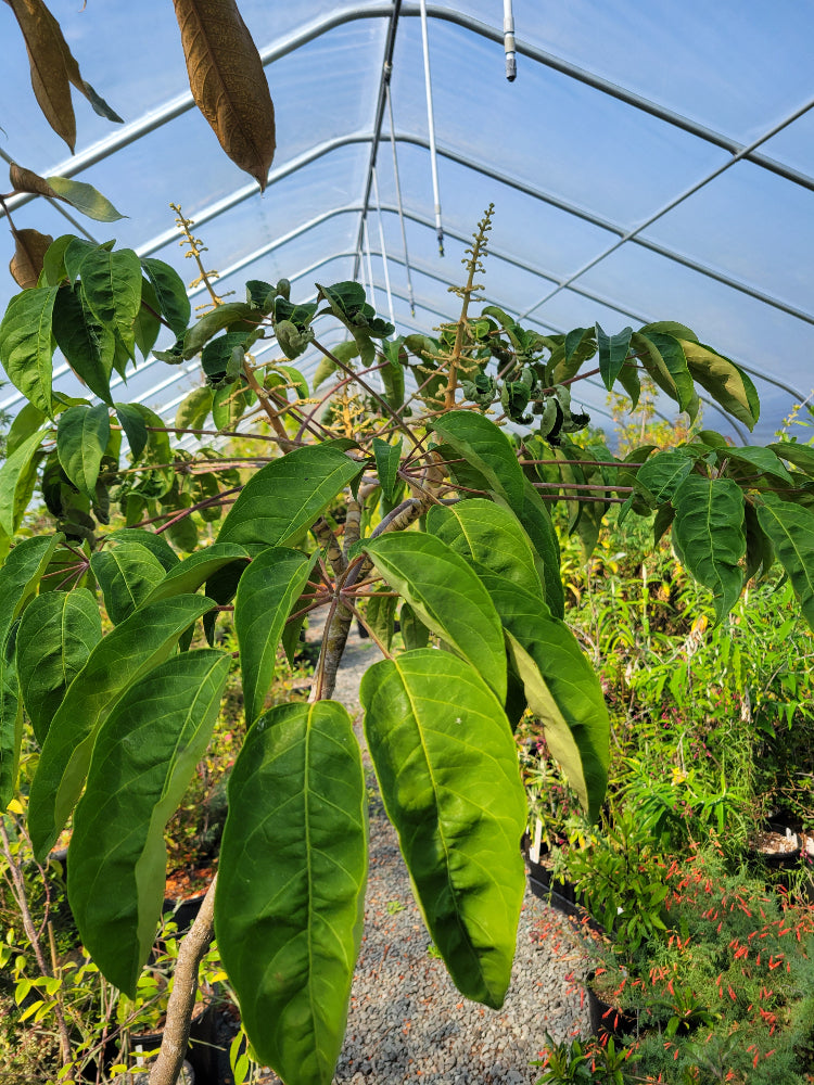 Heptapleurum (syn.Schefflera) minutistellatum CGG 14164 ex China