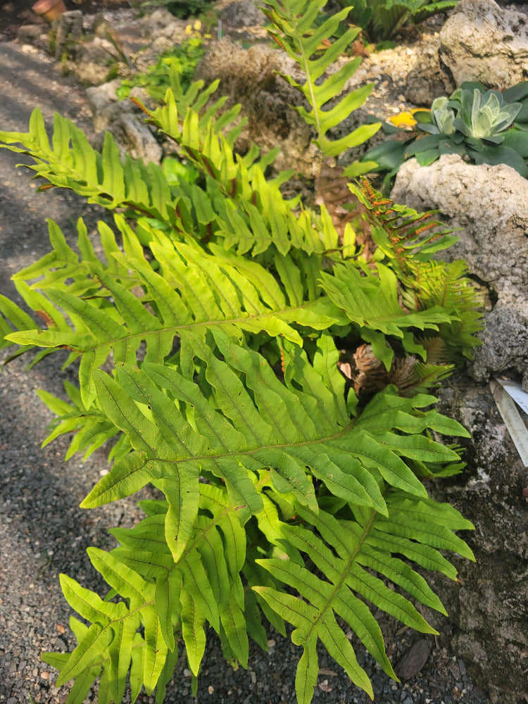 Drynaria sp. MD 12-32