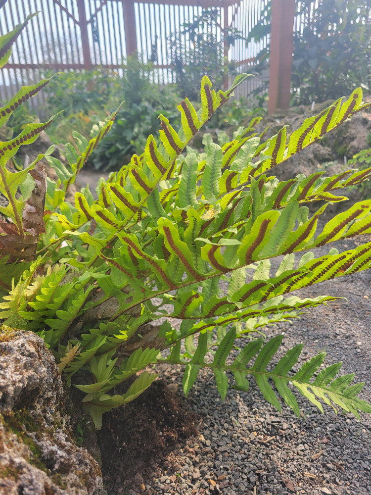 Drynaria involuta Borneo 観葉植物
