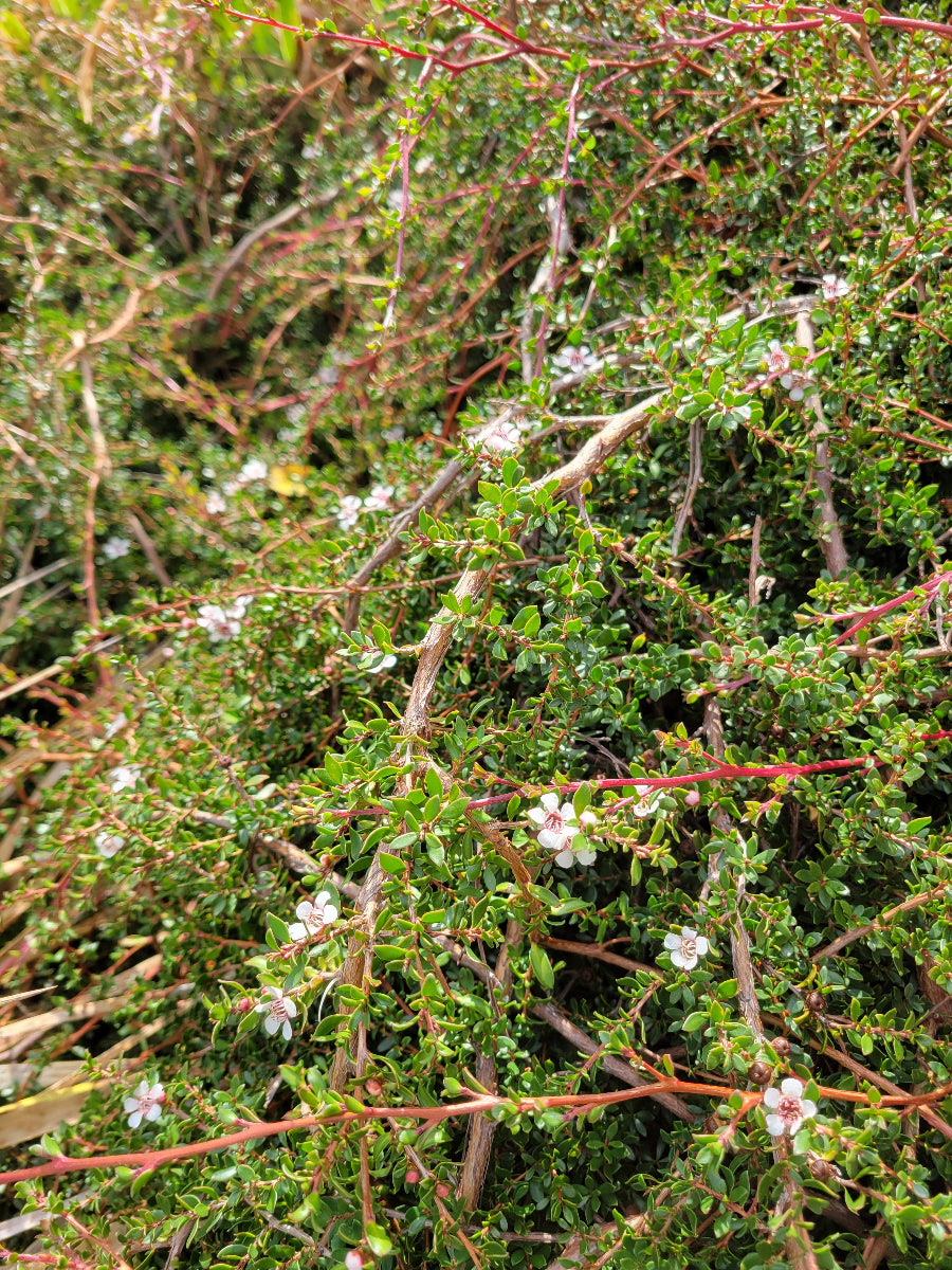 Leptospermum rupestre