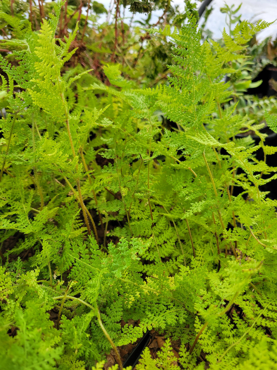 Hypolepis millefolium