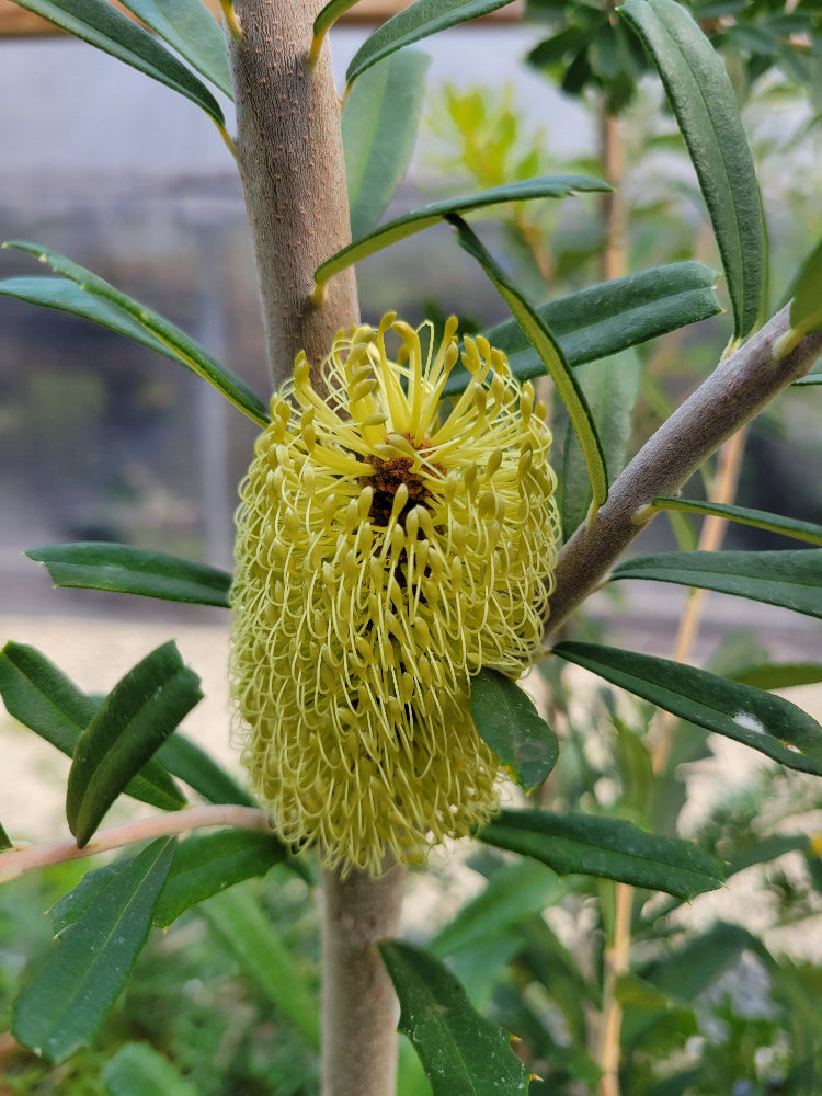 Banksia marginata