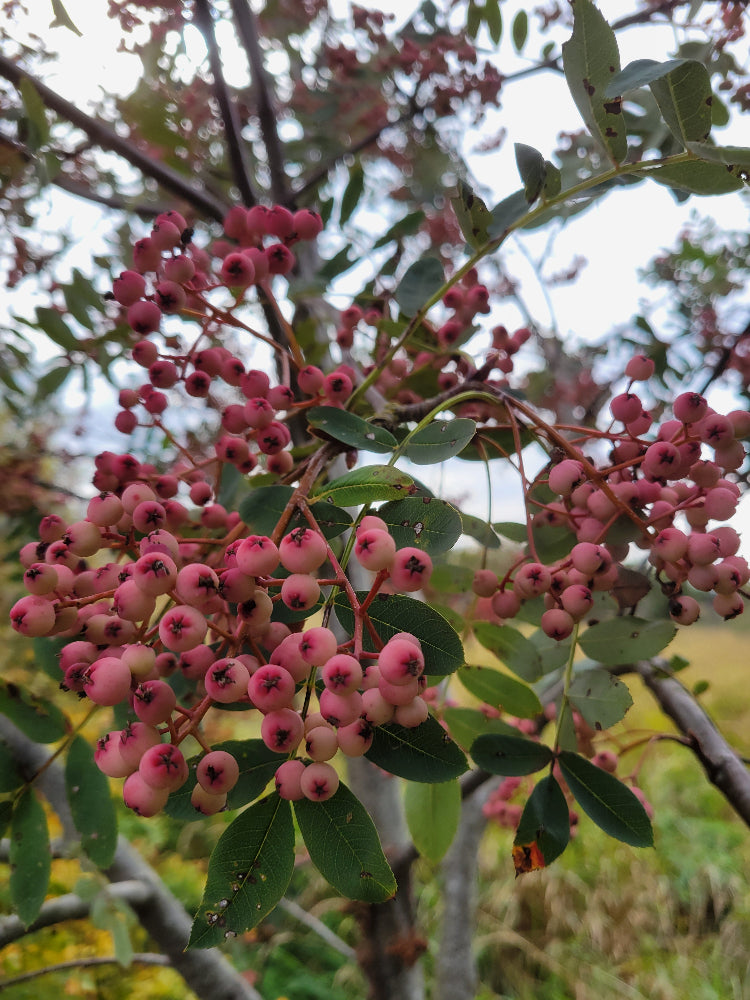 Sorbus pseudohupehensis 'Pink Pagoda'