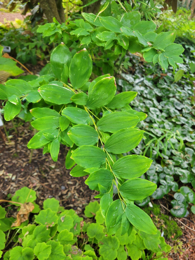 Polygonatum 'Multifide'