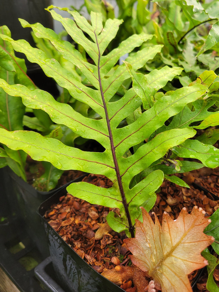 その他観葉植物 Drynaria involuta Borneo Drynaria involuta Borneo 観葉植物