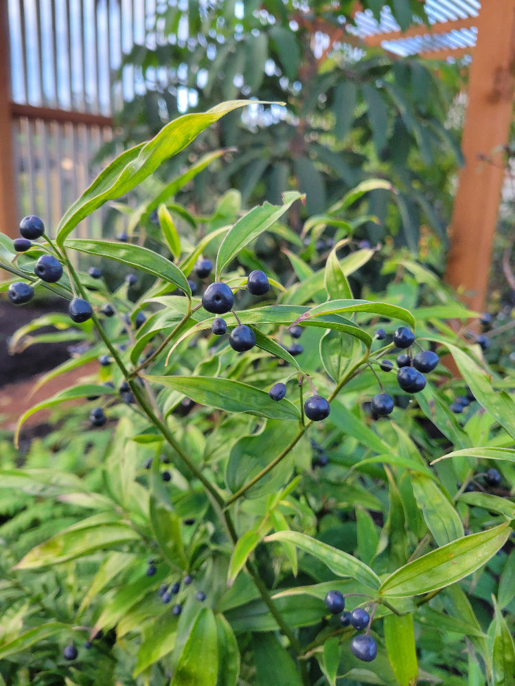 Disporum longistylum AF15-10