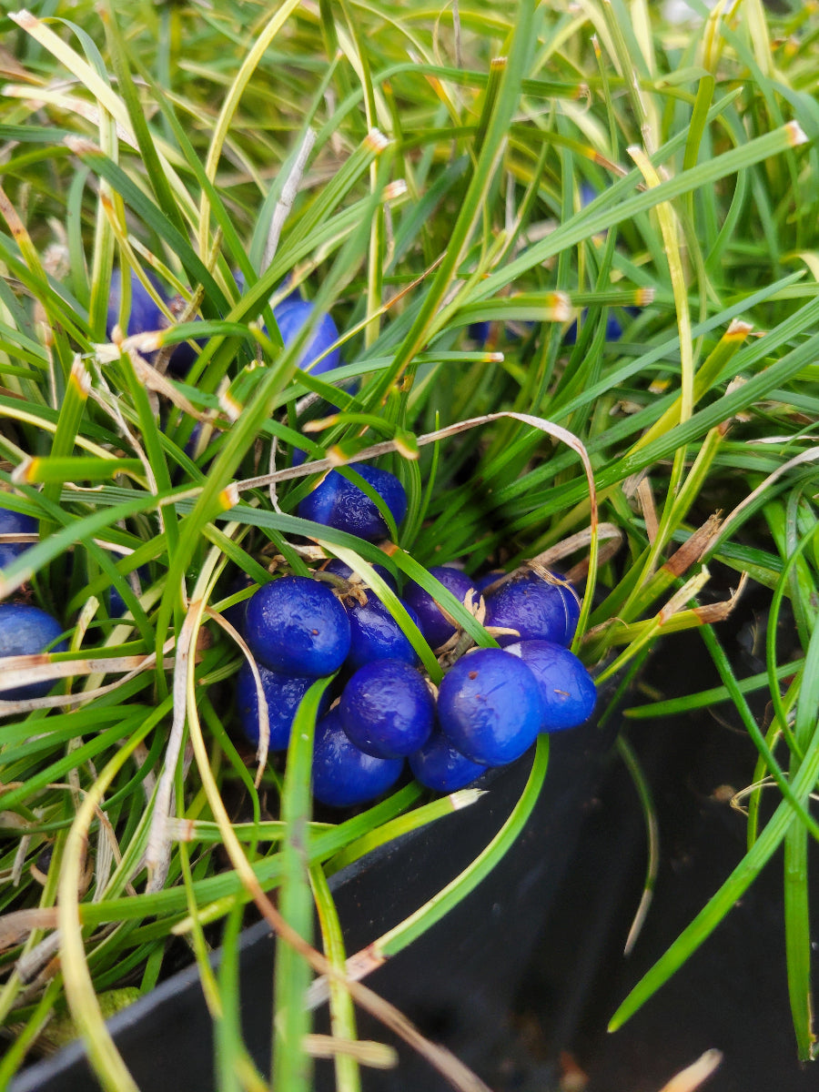 Ophiopogon cf. umbraticola MD 15-13