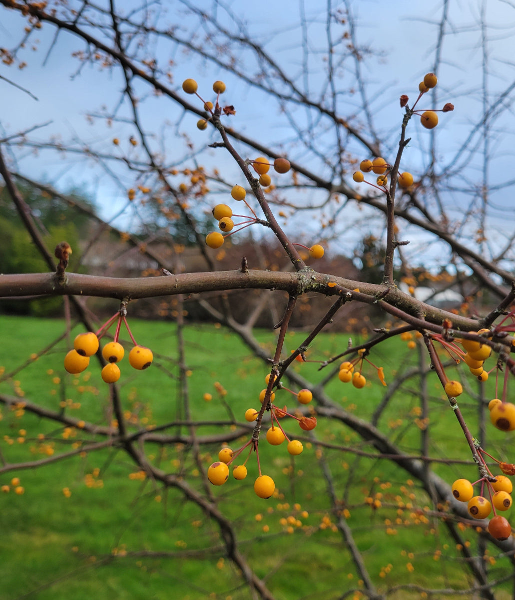 Malus toringo CDHM 14629