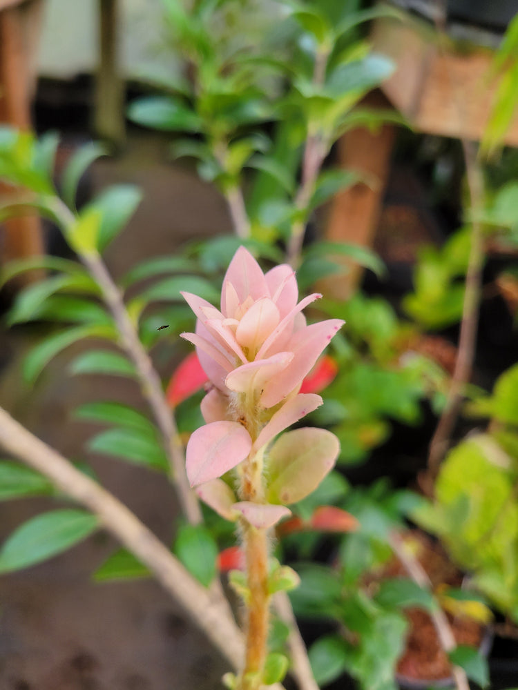 Agapetes cf. cauliflora SEH 27023