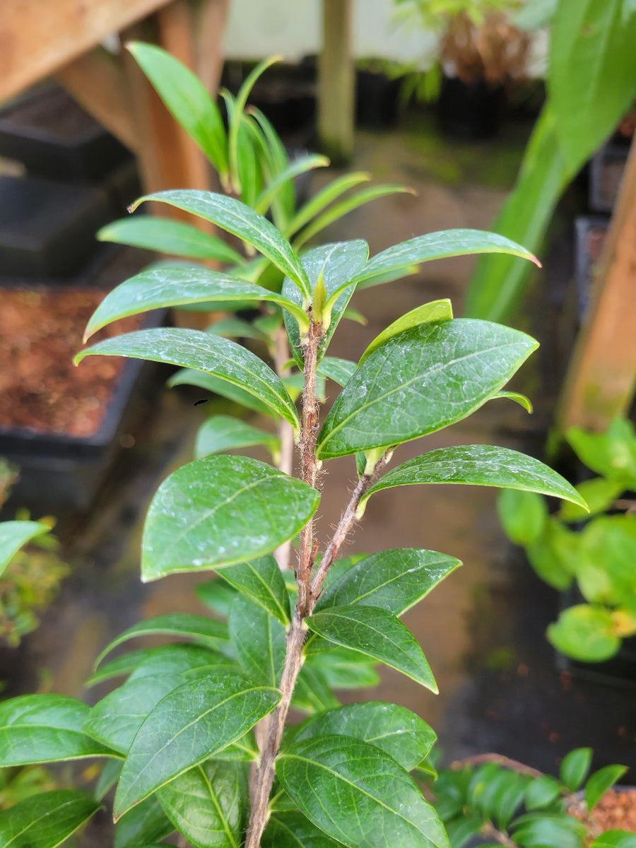 Agapetes cf. cauliflora SEH 27023