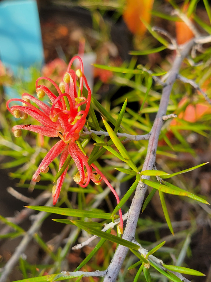 Grevillea juniperina 'Molonglo'
