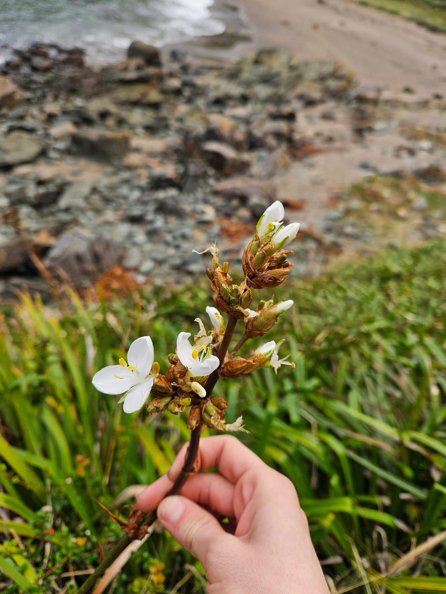 Libertia chilensis CEH 2426