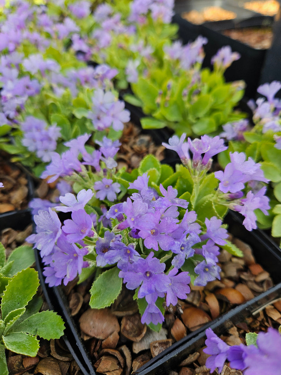 Primula marginata 'Napoleon'