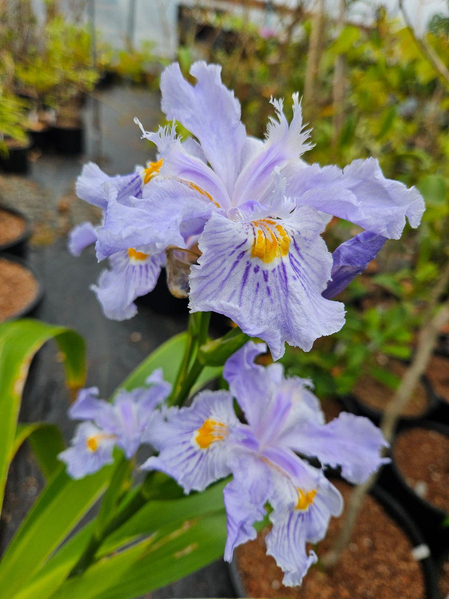 Iris wattii CPC