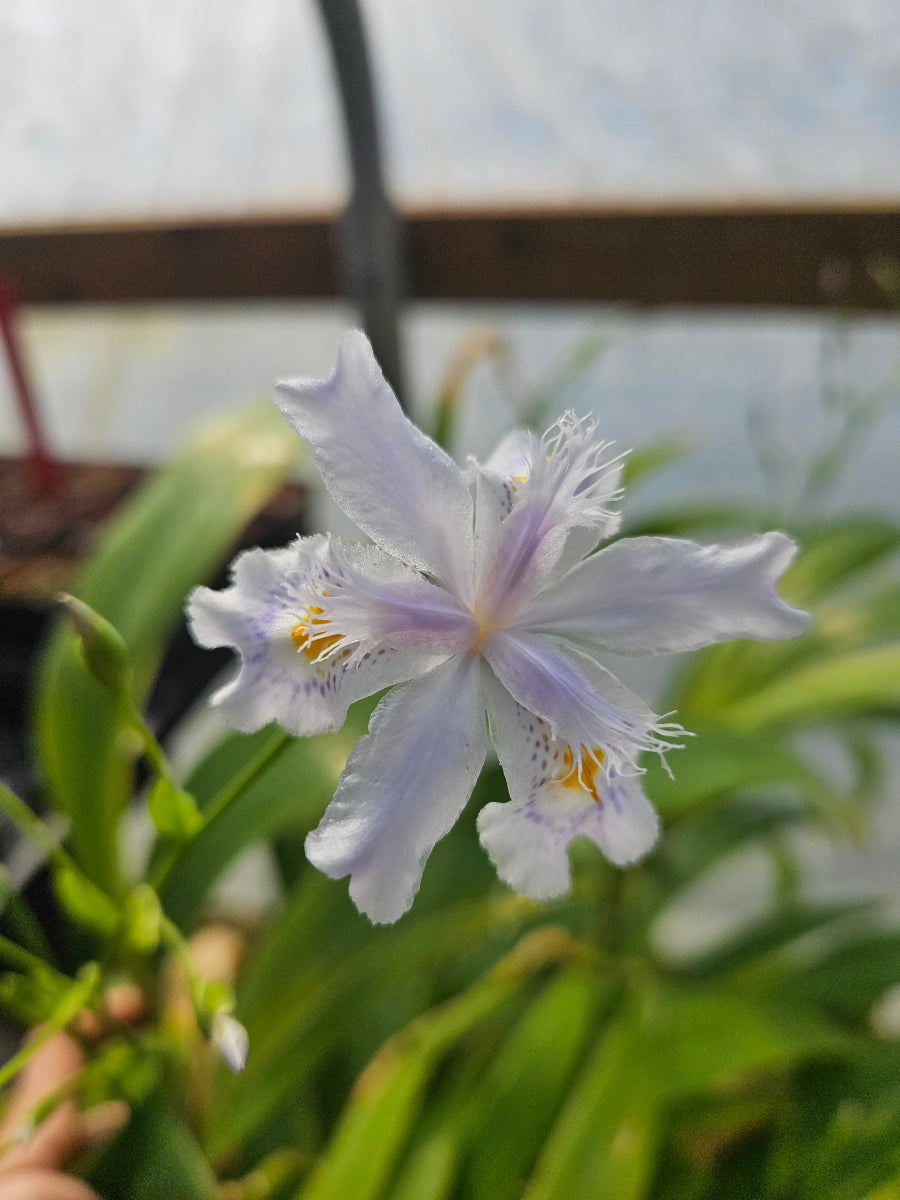 Iris confusa CPC 10.1.03.1 Clone A