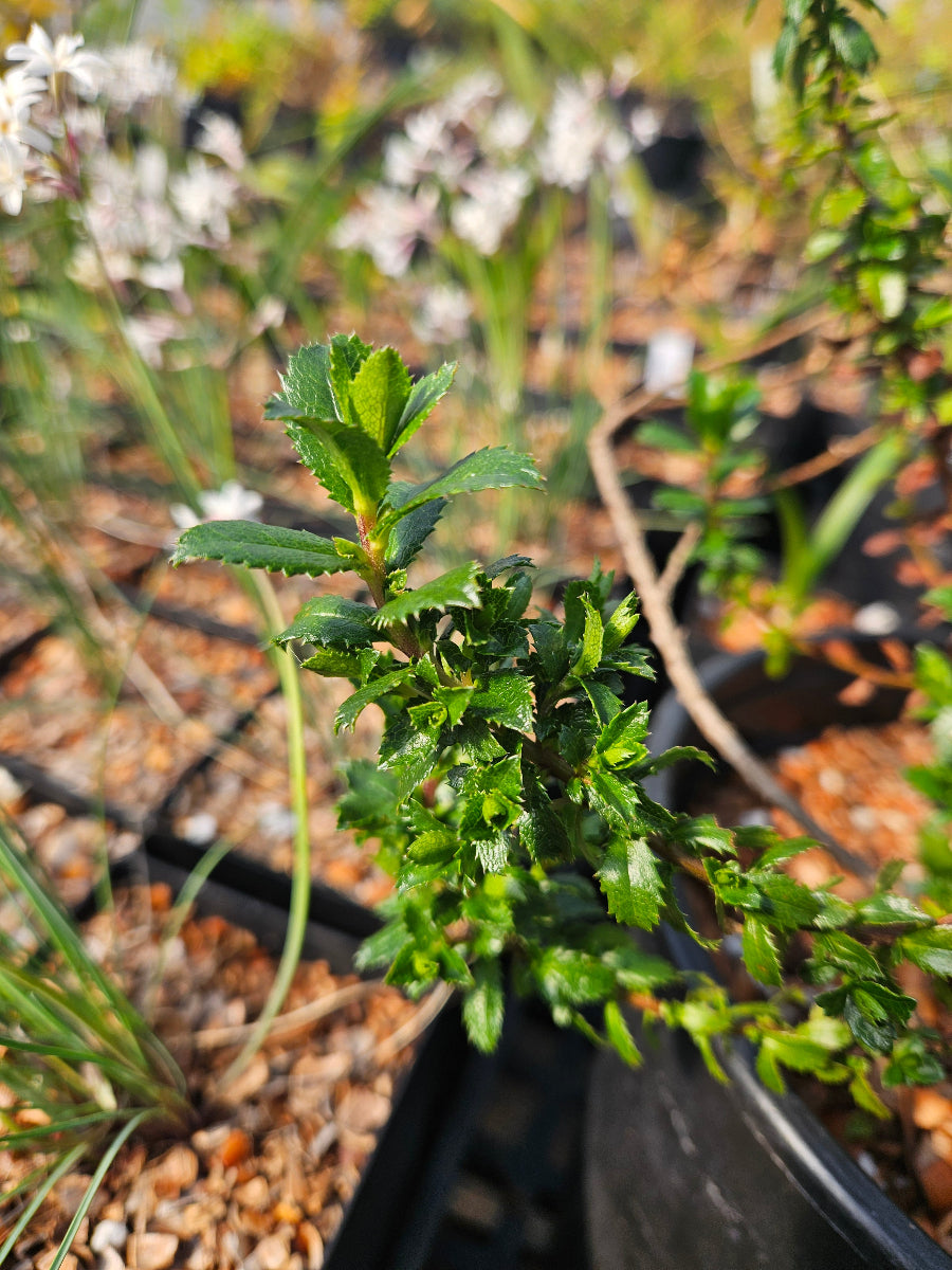 Baccharis cf. arbutifolia cw. Ecuador