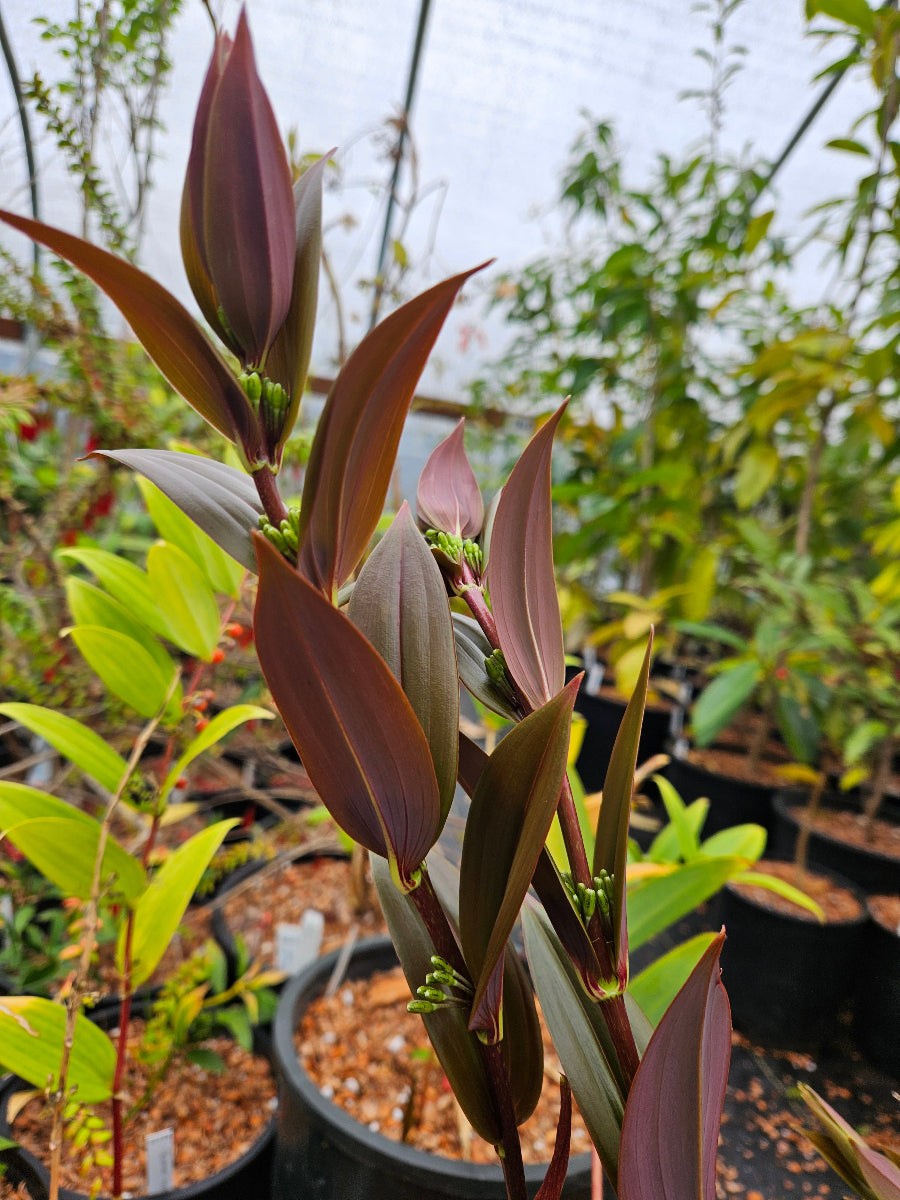 Polygonatum species nova PZM14-018