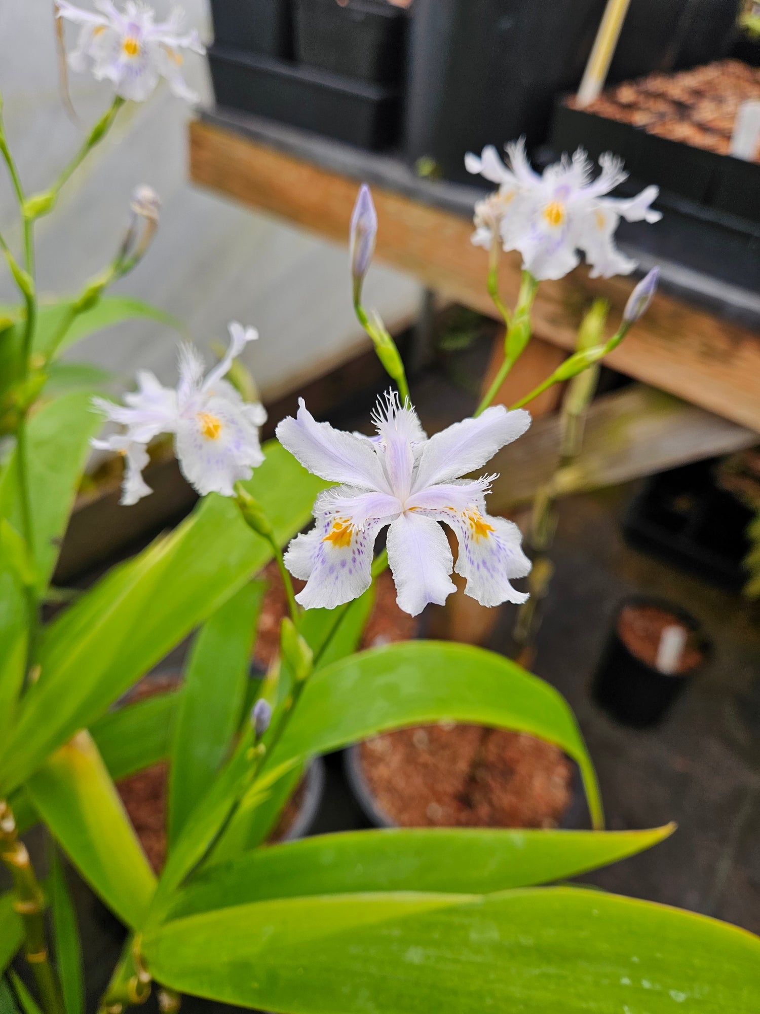 Iris confusa CPC 10.1.03.1 Clone A