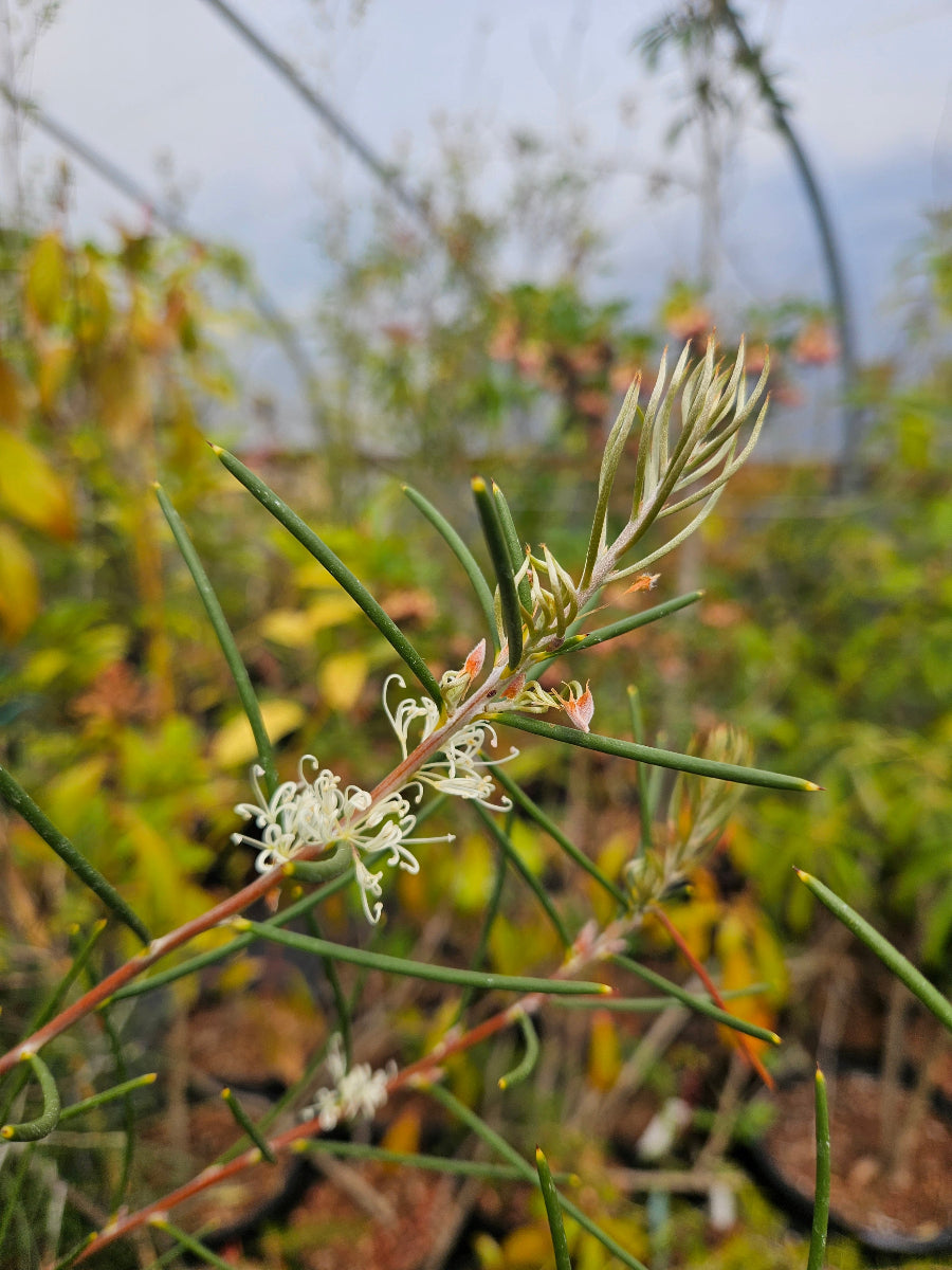 Hakea lissosperma