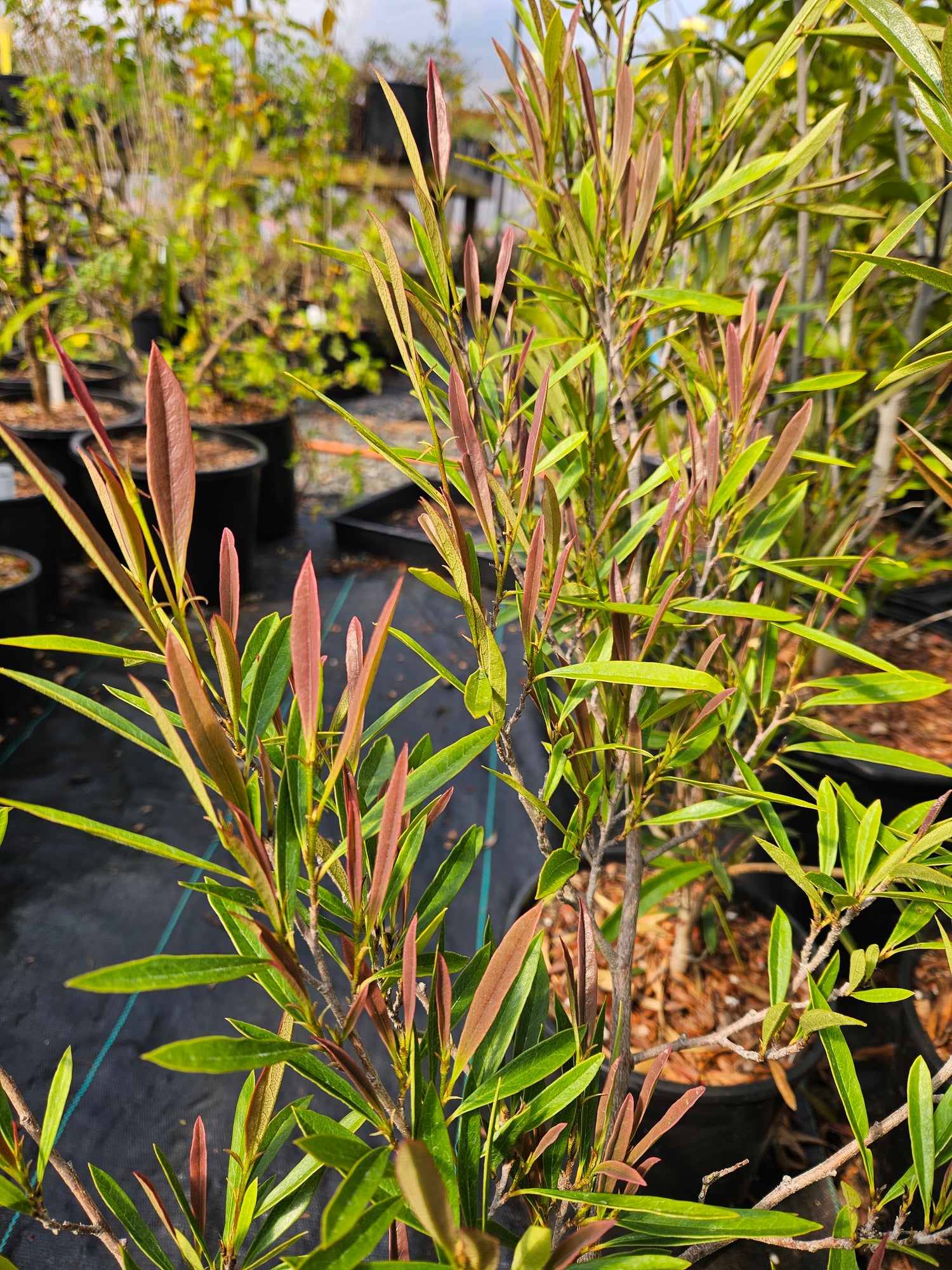 Sycopsis sinensis - narrow leaf form