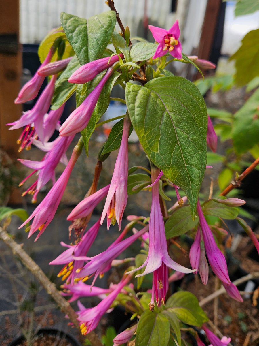 Fuchsia juntasensis