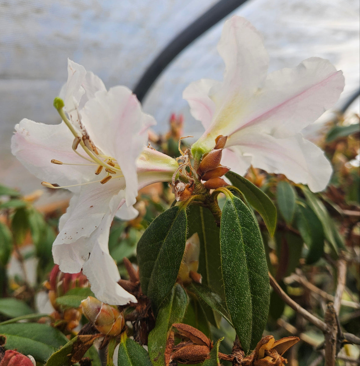 Rhododendron – Far Reaches Farm