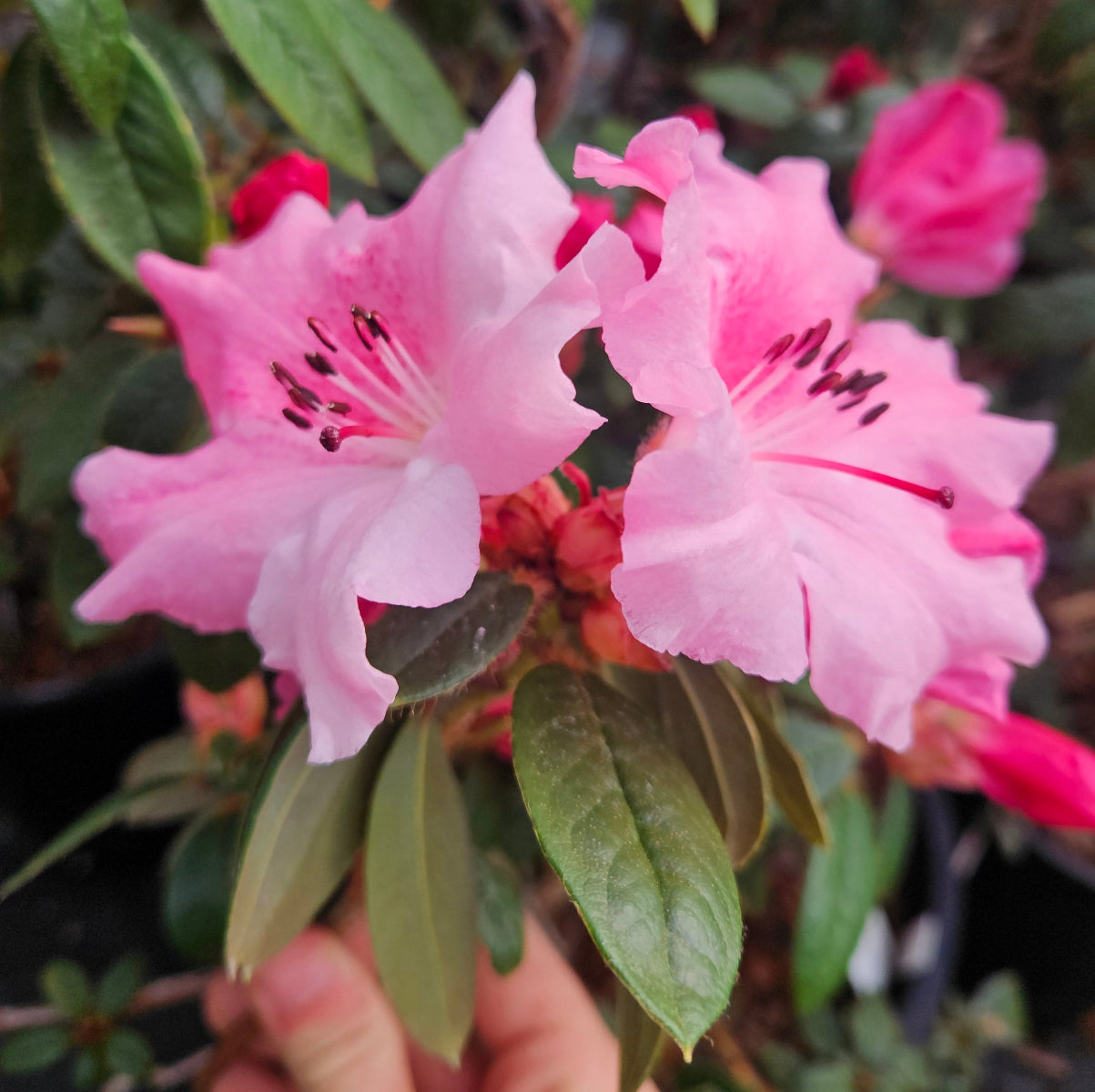 Rhododendron – Far Reaches Farm