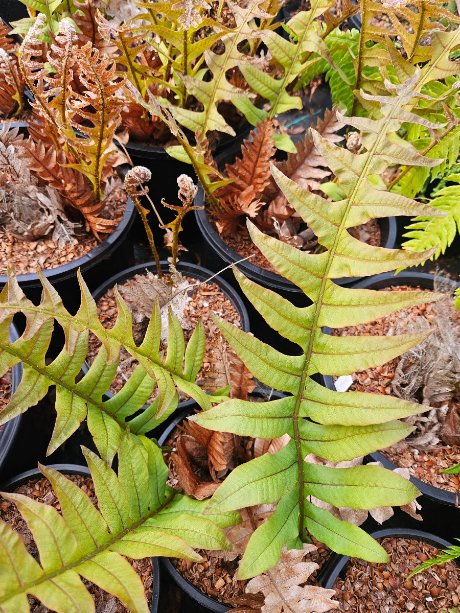 Drynaria baronii (Syn. Drynaria sinica, Aglaomorpha baronii)