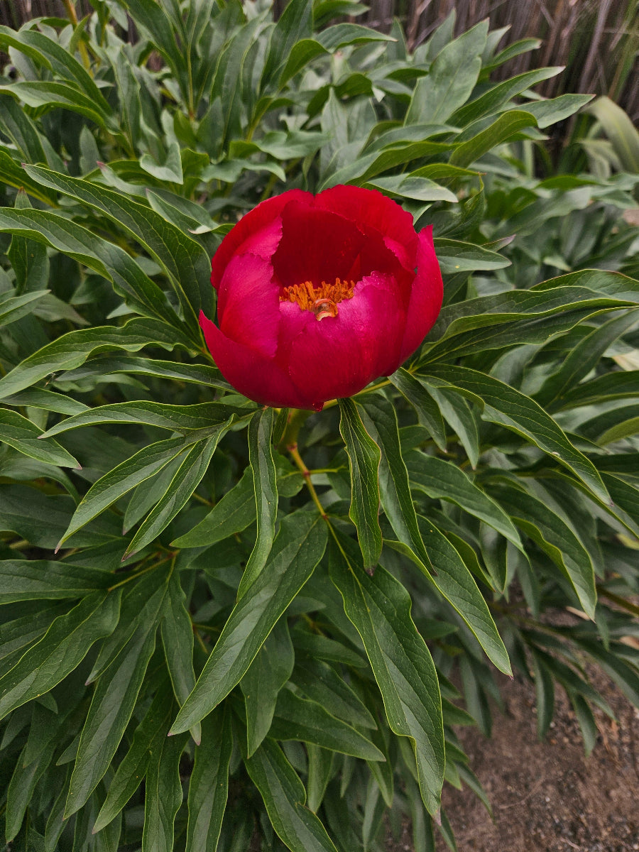 Paeonia saueri