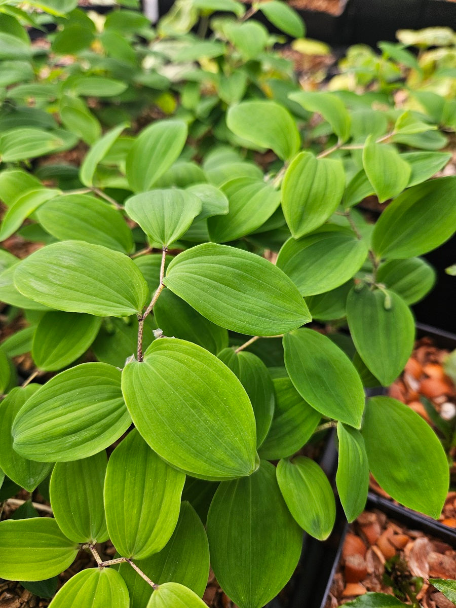 Polygonatum yunnanense CGG