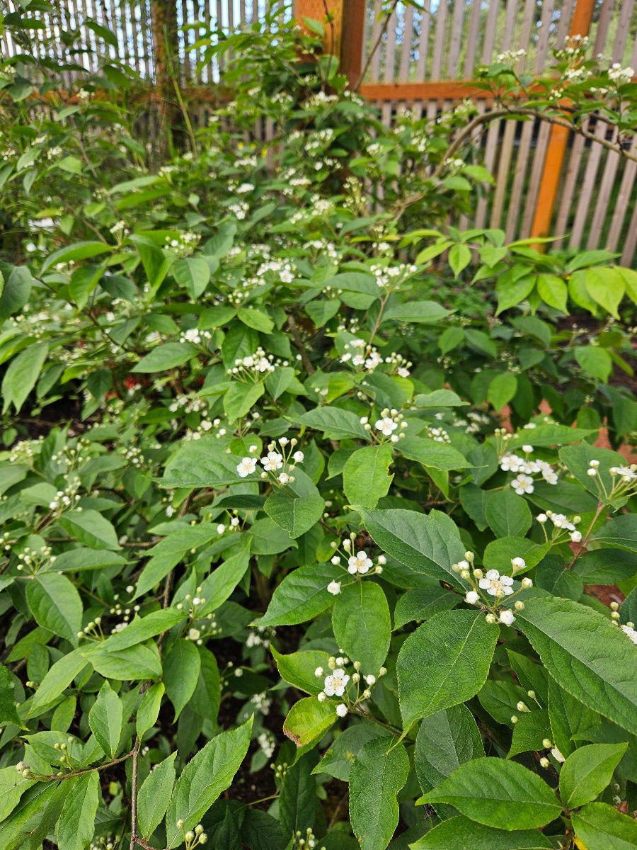 Photinia beauverdiana (syn. Pourthiaea beauverdiana) H2MD 096