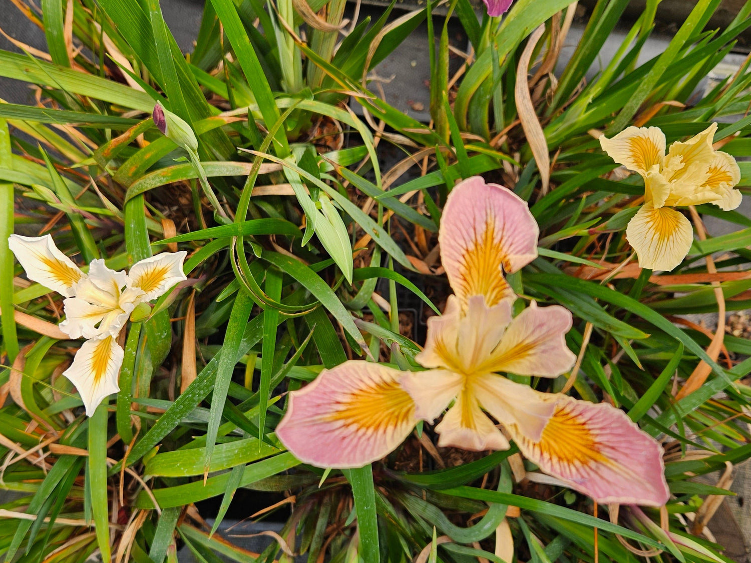 Iris PCH Hybrids