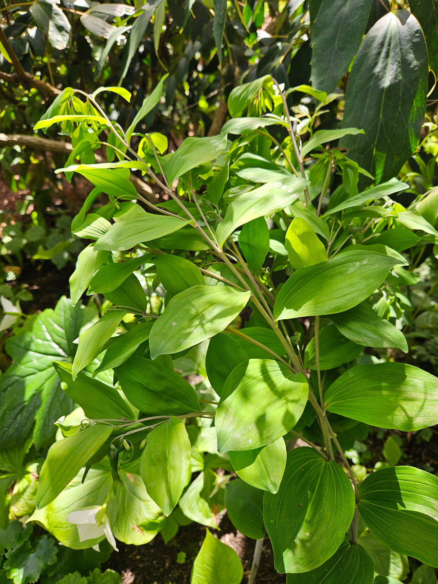 Polygonatum 'Multifide'