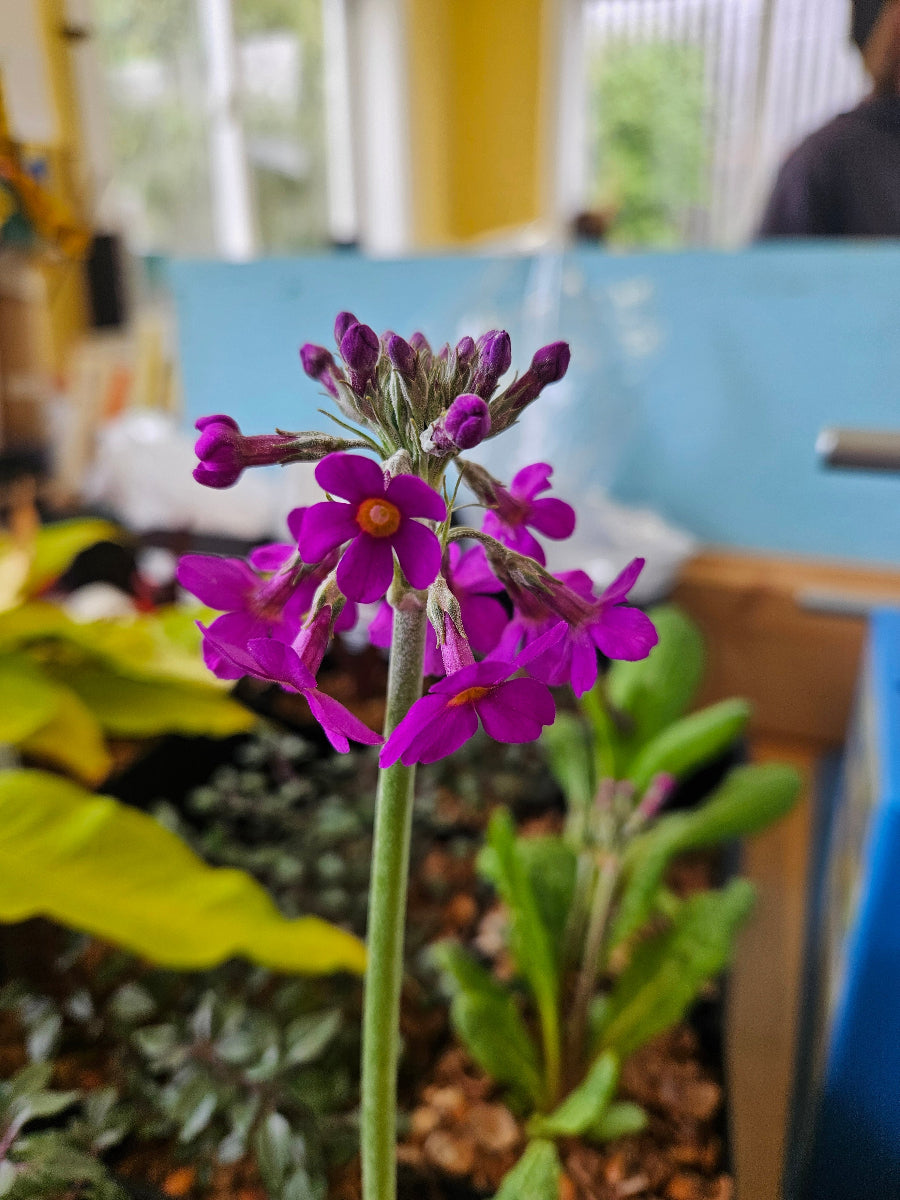 Primula beesiana ex Special Deep Purple