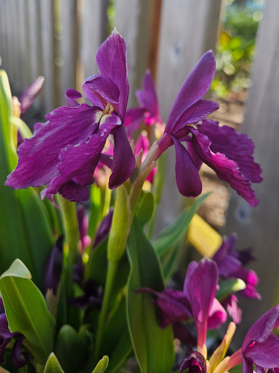 Roscoea cautleyoides 'Pennine Purple'