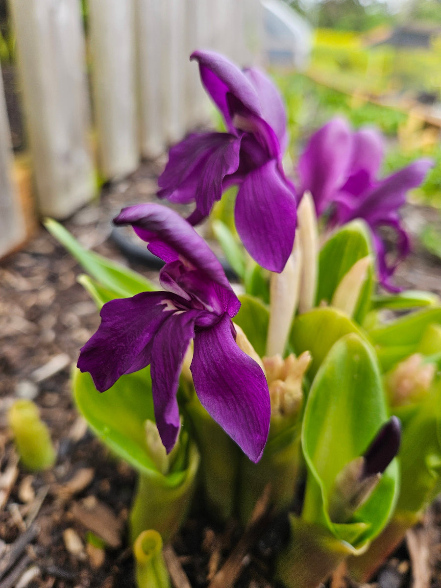 Roscoea humeana 'Stephanie Bloom'