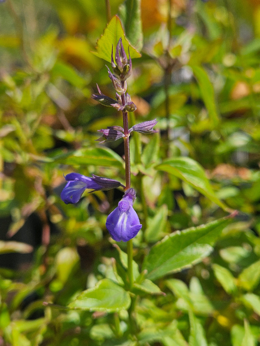 Salvia arizonica CEH 2184
