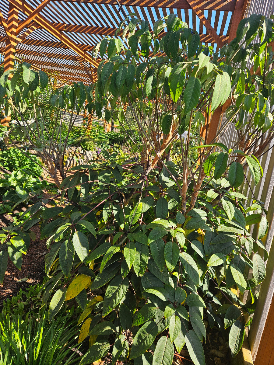 Heptapleurum – Far Reaches Farm