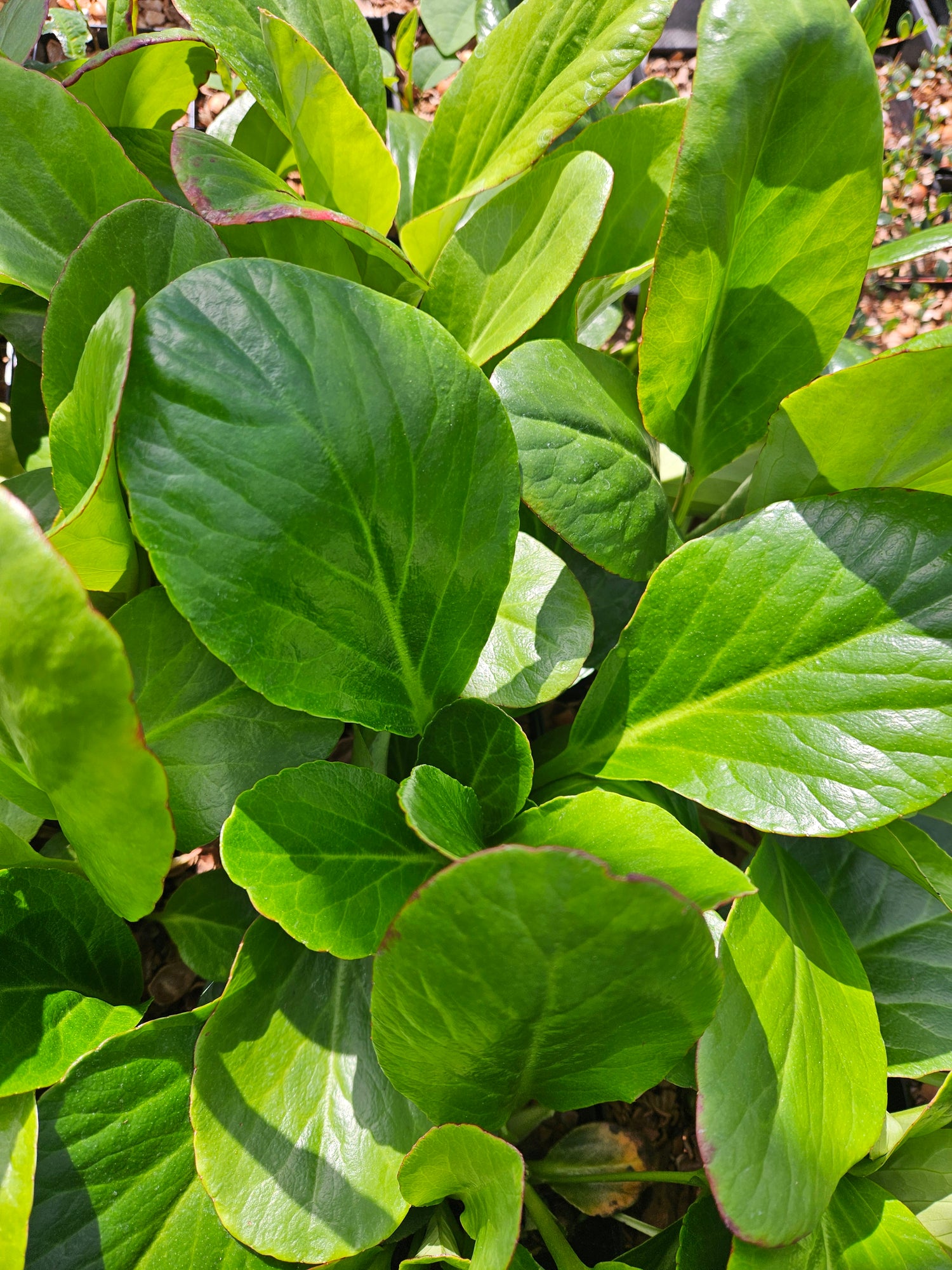 Bergenia purpurascens