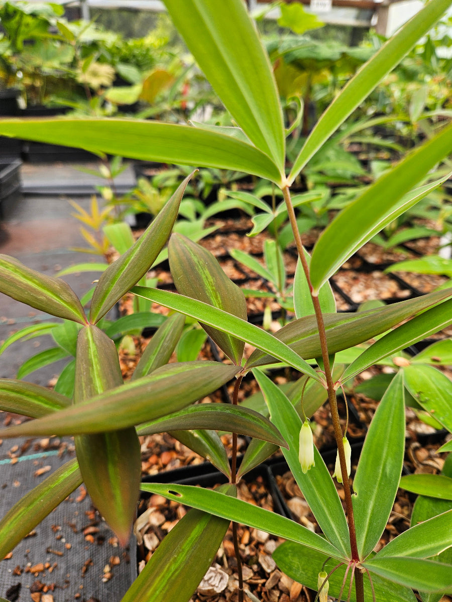 Polygonatum uncinatum BO 13-091