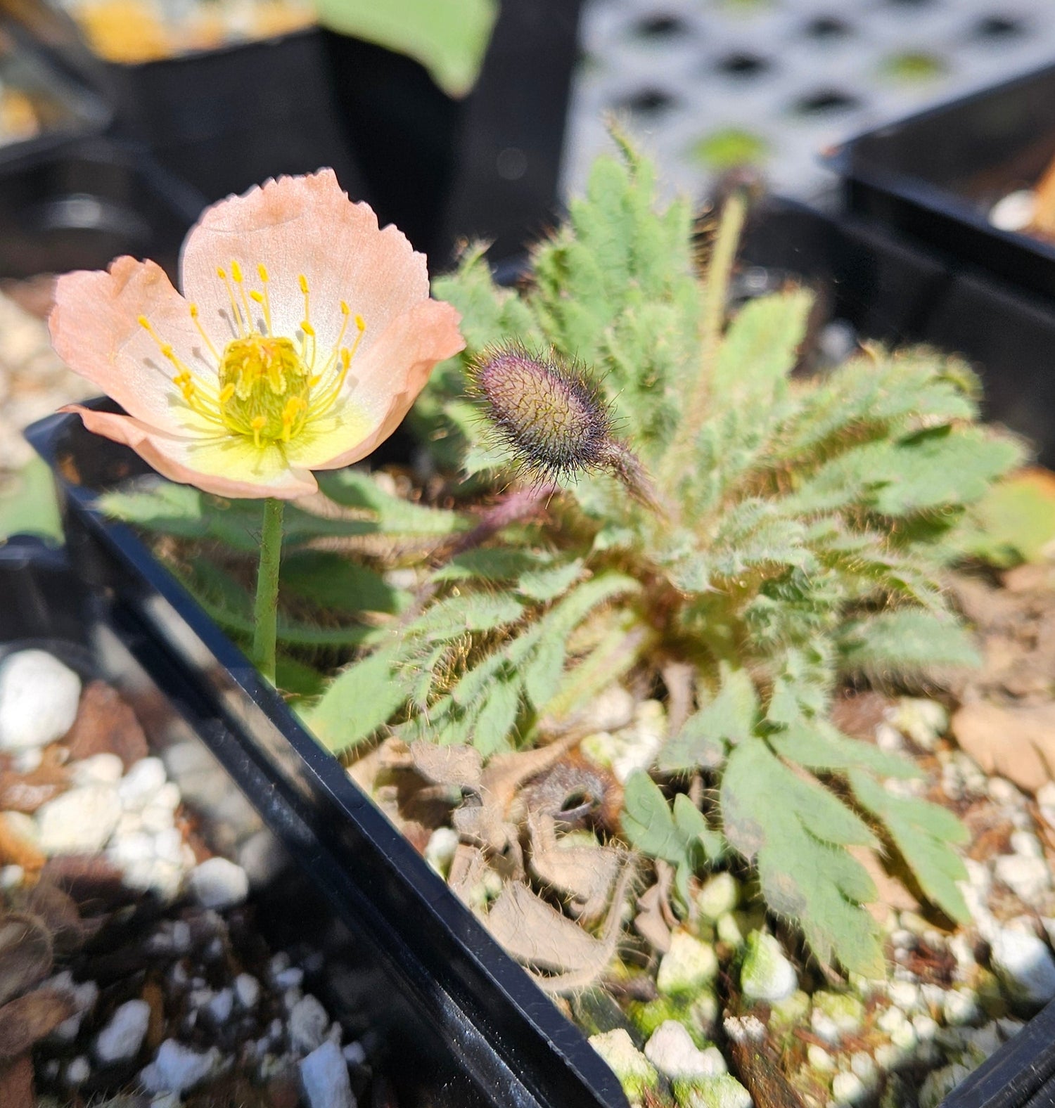 Papaver alboroseum