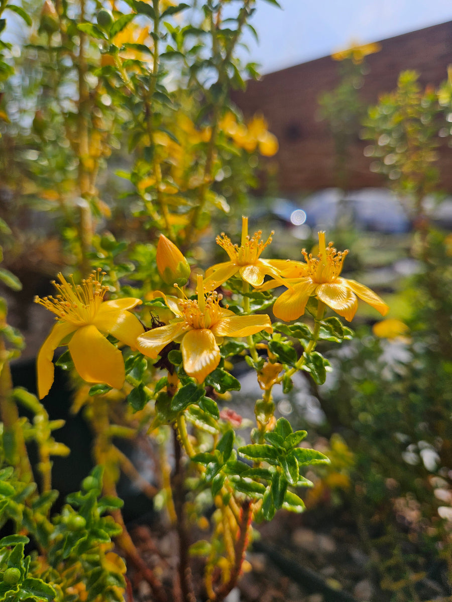 Hypericum balearicum